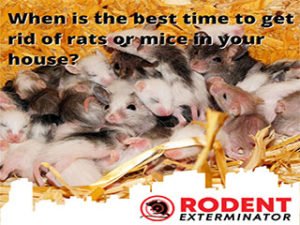 How do rodent infestations affect your pets