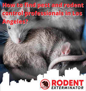 How to find pest and rodent control professionals in Los Angeles