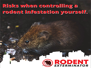 Risks when controlling a rodent infestation yourself