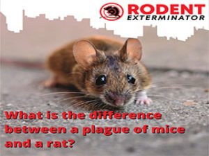 difference between a plague of mice and a rat