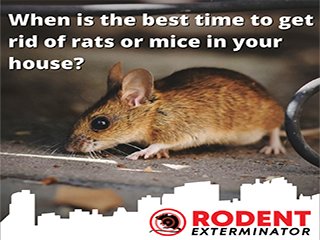 time to get rid of rats or mice in your house