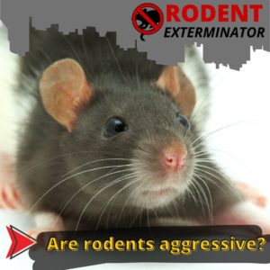 Are rodents aggressive?