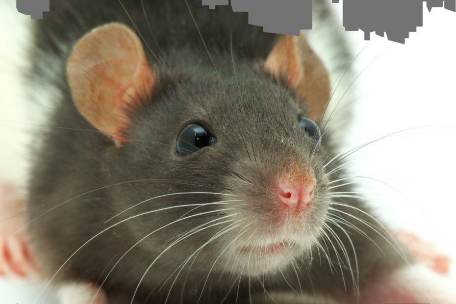 Are rodents aggressive?