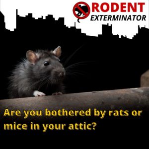 Are you bothered by rats or mice in your attic?