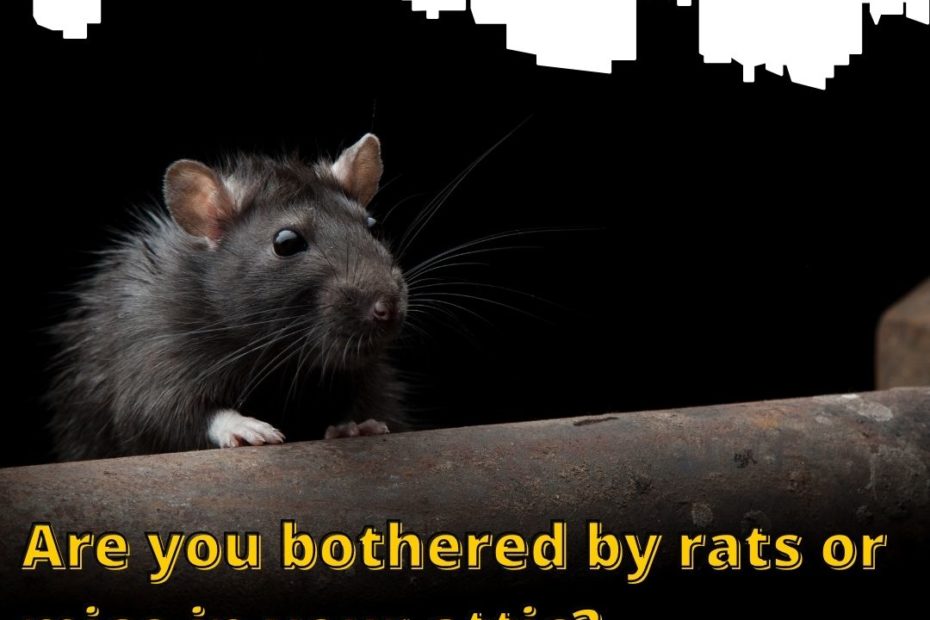 Are you bothered by rats or mice in your attic?