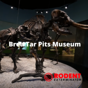 Brea Tar Pits Museum