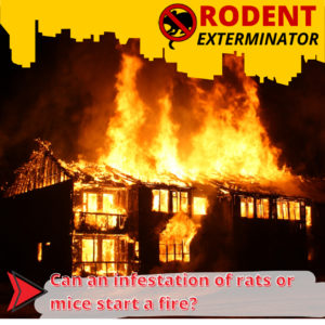 Can an infestation of rats or mice start a fire