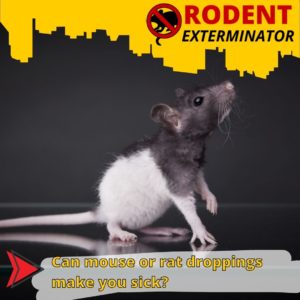 Can mouse or rat droppings make you sick