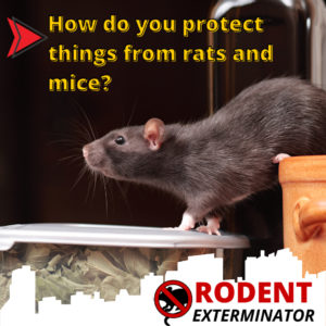 How do you protect things from rats and mice