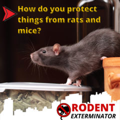 How do you protect things from rats and mice? - Rodent Exterminator Los ...