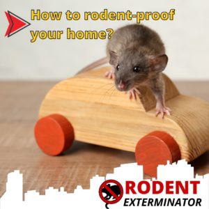 How to rodent-proof your home