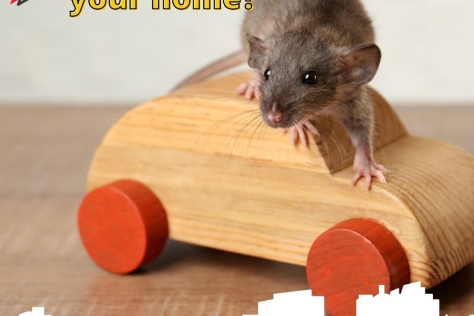 How to rodent-proof your home