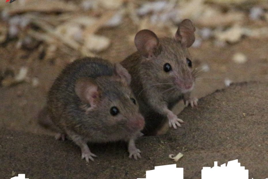 Rats and Mice FAQs