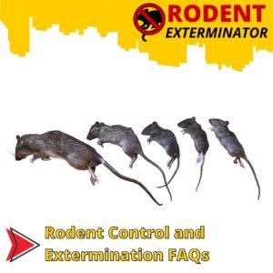 Rodent Control and Extermination FAQs