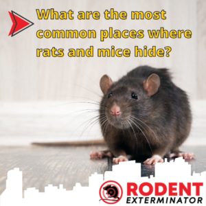 the most common places where rats and mice hide