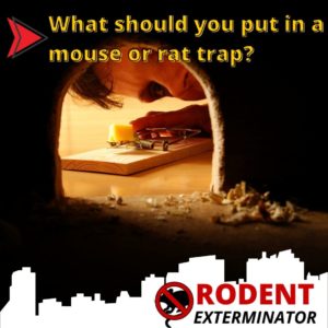 What should you put in a mouse or rat trap?