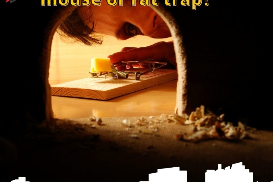 What should you put in a mouse or rat trap?