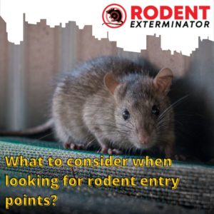 What to consider when looking for rodent entry points