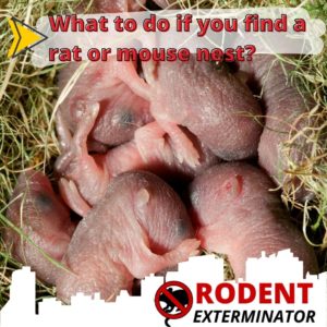 What to do if you find a rat or mouse nest?