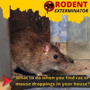 What to do when you find rat or mouse droppings in your house