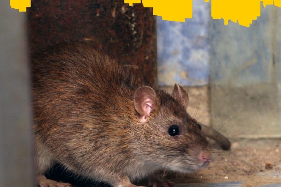 What to do when you find rat or mouse droppings in your house