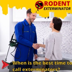 When is the best time to call exterminators?