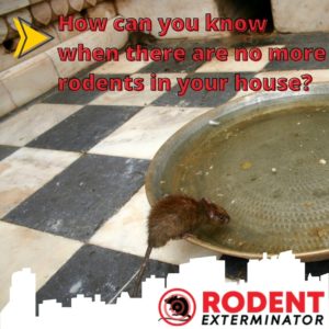 know when there are no more rodents in your house?