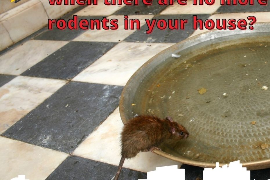 know when there are no more rodents in your house?