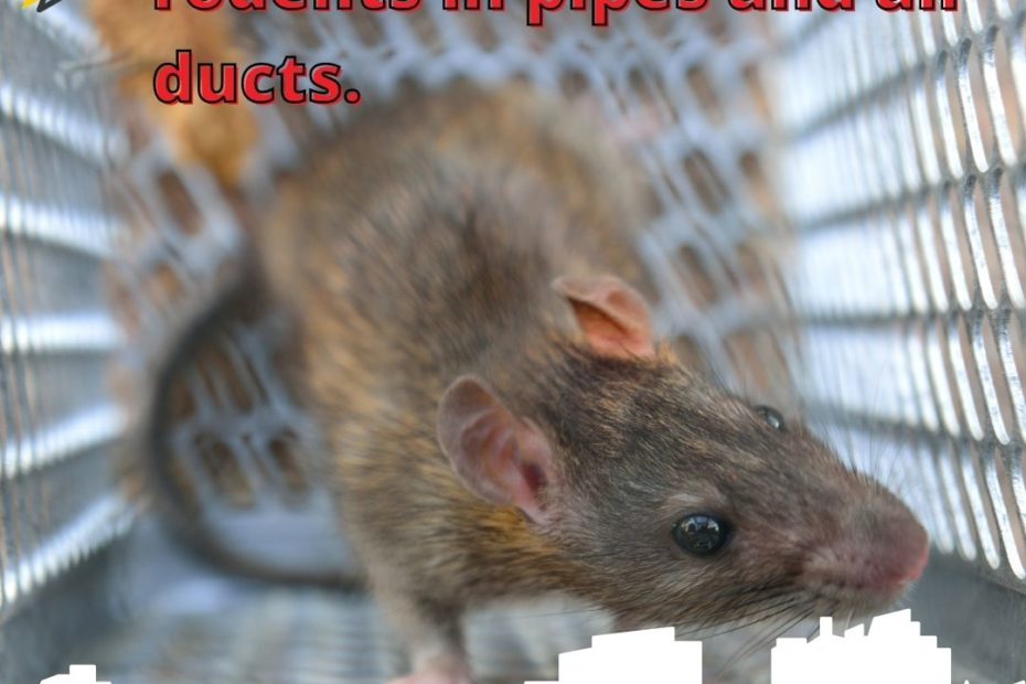 The negative effect of rodents in pipes and air ducts