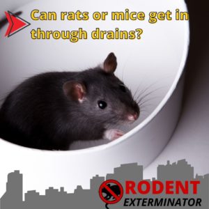 Can rats or mice get in through drains