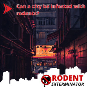 Can a city be infested with rodents?