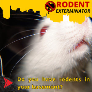 Do you have rodents in your basement?