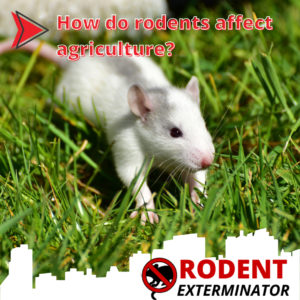 How do rodents affect agriculture?