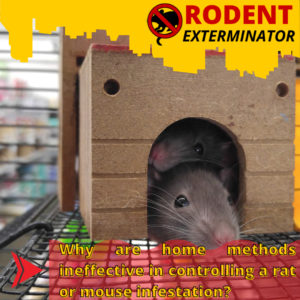 Why are home methods ineffective in controlling a rat or mouse infestation?