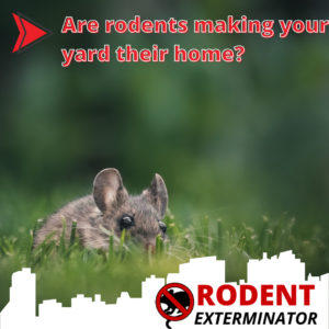 Are rodents making your yard their home?