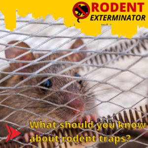 What should you know about rodent traps?