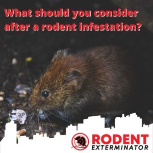 What should you consider after a rodent infestation