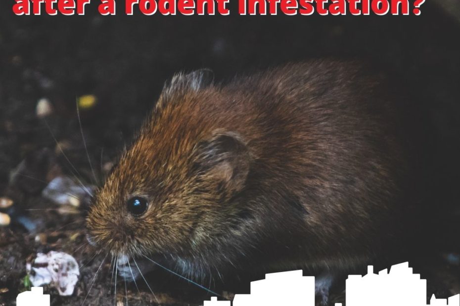 What should you consider after a rodent infestation