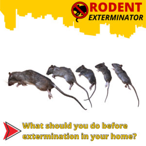 What should you do before extermination in your home