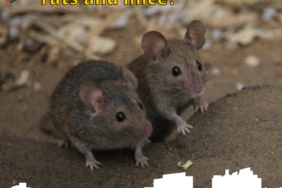 Why are people scared of rats and mice