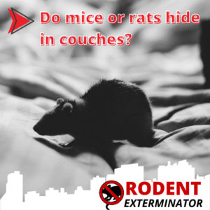 Do mice or rats hide in couches?