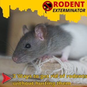 3 Ways to get rid of rodents without hurting them