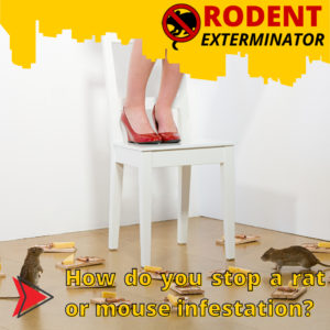 How do you stop a rat or mouse infestation?