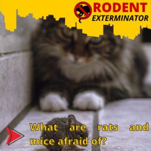 What are rats and mice afraid of?