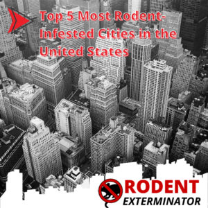 Top 5 Most Rodent-Infested Cities in the United States