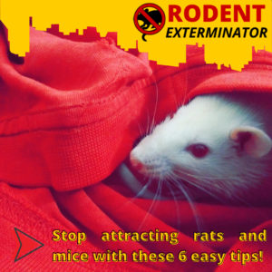 Stop attracting rats and mice with these 6 easy tips!