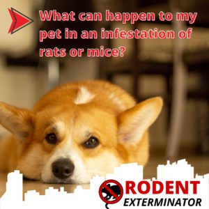 What can happen to my pet in an infestation of rats or mice?