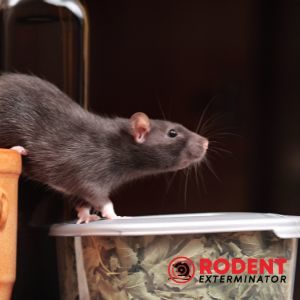 Why do you need rodent control or extermination