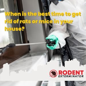 Why should you hire an exterminator instead of controlling rodents yourself