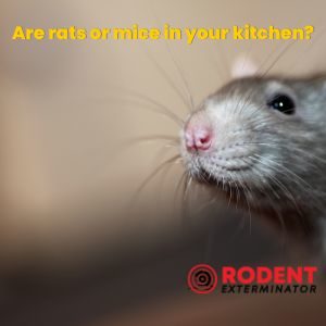 Are rats or mice in your kitchen (1)